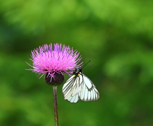 山よ お前もか！ 希少蝶2種も なぜ虫が居なくなる？: 四季 生き物達の風景